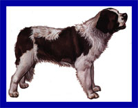 a well breed St. Bernard dog